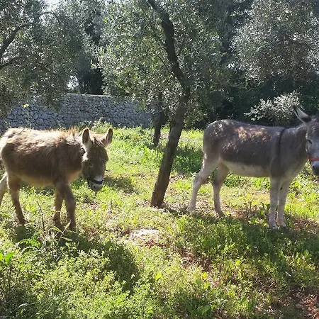 Specchiarussa Morciano di Leuca