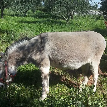 Κατάλυμα σε φάρμα Specchiarussa *