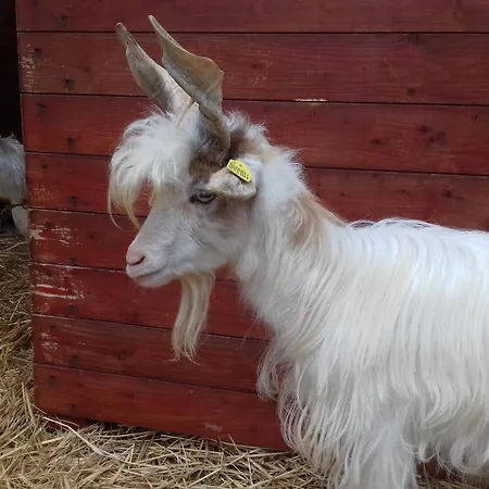 Specchiarussa 팜스테이 *