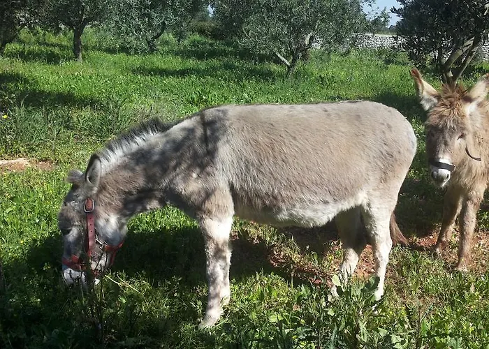 בית חווה Specchiarussa *