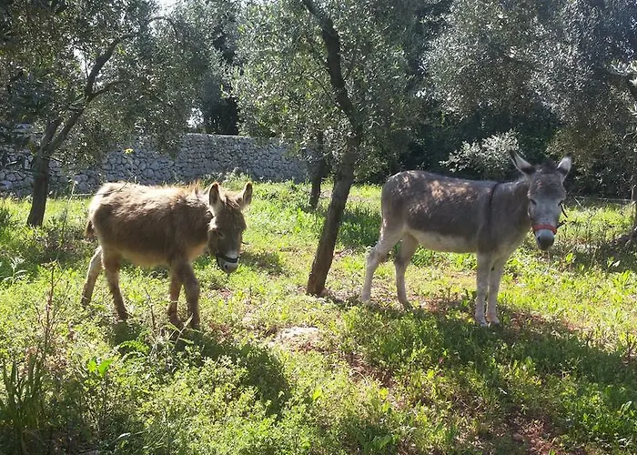 Specchiarussa מורצ'יאנו די לאוקה