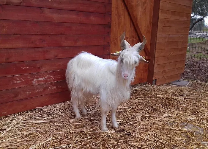 Specchiarussa * مورتشانو دي ليوكا