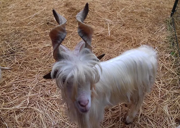 مزرعة للإقامة Specchiarussa *