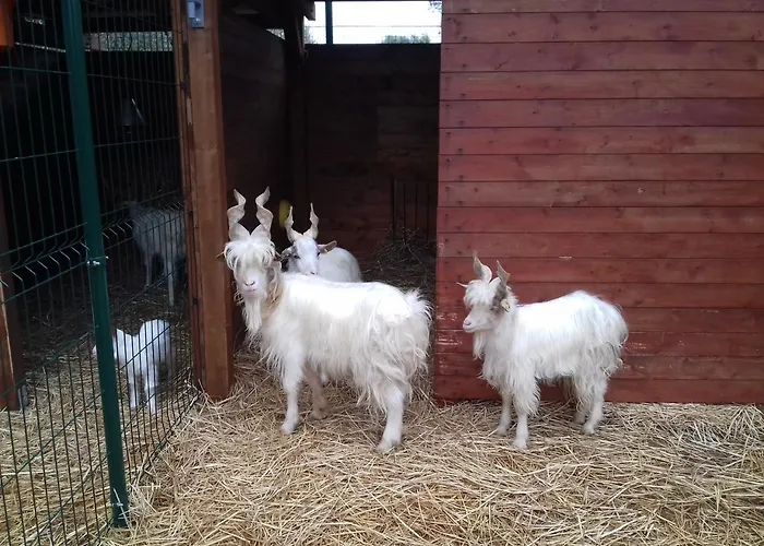 Specchiarussa מורצ'יאנו די לאוקה