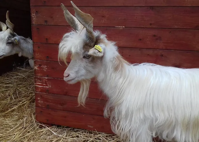 Specchiarussa مزرعة للإقامة *