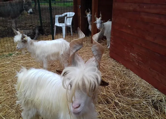 Specchiarussa مزرعة للإقامة *